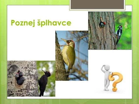 Ptáci lesní – Materiály pro žáky ZŠ