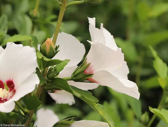 Hibiscus syriacus – ibišek syrský • Pladias: Databáze české flóry a vegetace