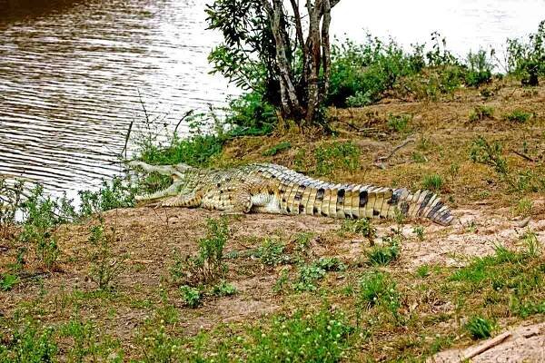 Orinoco Crocodiles | Venezuela