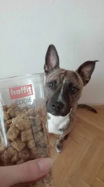 ▷Haffit: granule na míru - recenze, zkušenosti 2025