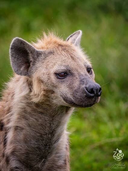 HYENA SKVRNITÁ (Crocuta crocuta) (zoonahradecku.cz)