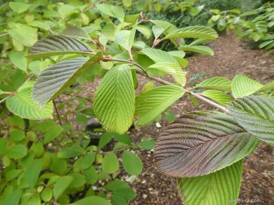 Kalina Sieboldova - Viburnum sieboldii
