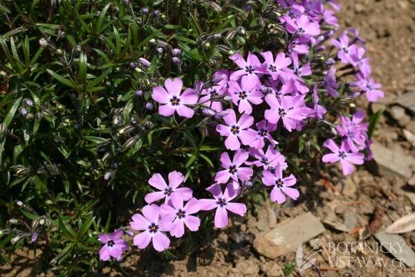 Phlox subulata 'Purple Beauty' - plamenka šídlovitá | Lukáš Hrdinka | Autoři | iBotky.cz