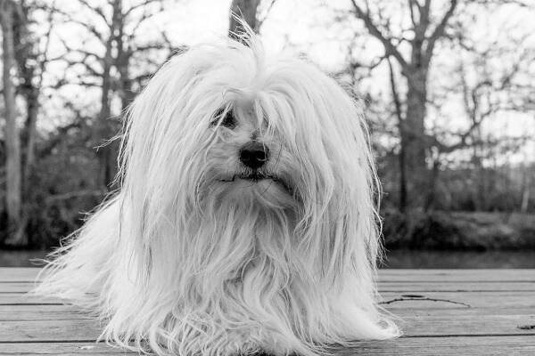 Coton de tuléar
