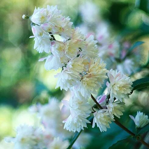 Codsall Pink deutzia