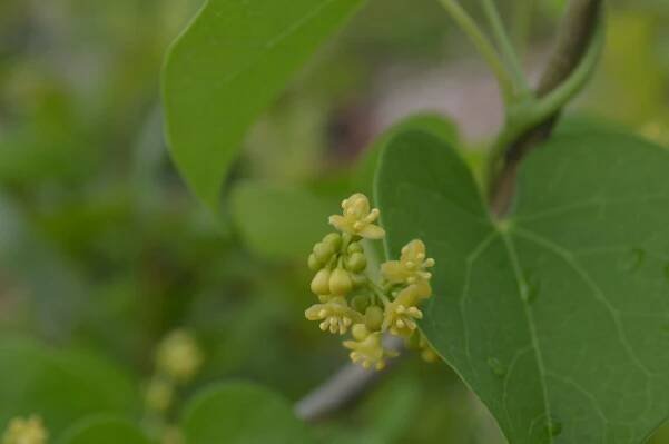 Tinospora cordifolia – eFlora of India