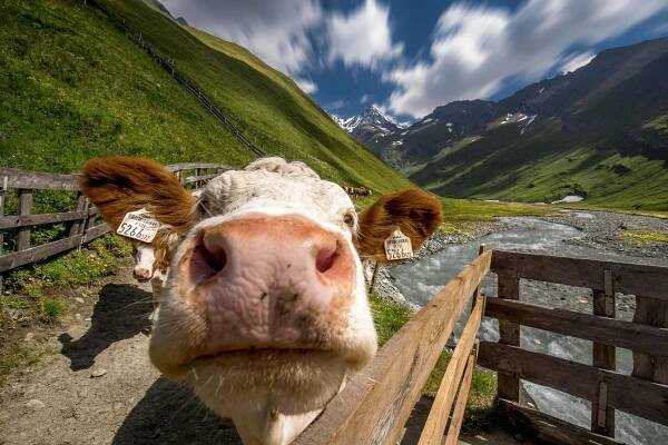 Wanderhotel Taurerwirt in Kals am Großglockner » online buchen | Osttirol Tourismus | Osttirol Tourismus