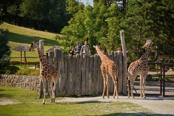 Zoo Dvůr Králové 6. května otevře safari a zahájí letní sezonu, vstupné zdraží