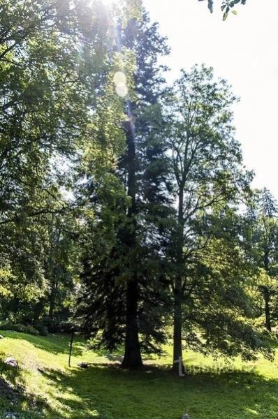 Jedle nad Pitným pavilonem –... - Památný strom