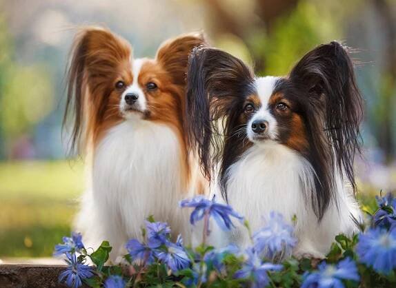 Papillon And Phalène