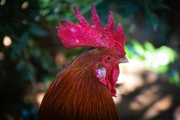 bezplatná Základová fotografie zdarma na téma bantam, barevný, barnyard Základová fotografie