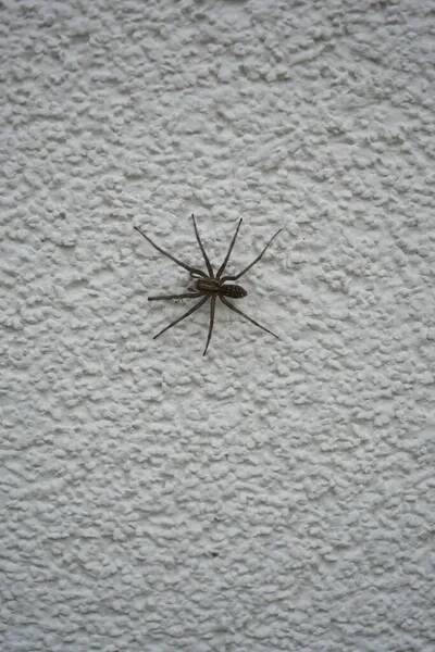 Tegenaria domestica na vnější stěně. Pavoučí druh Tegenaria domestica, běžně známý jako stodola a domácí pavouk, je členem čeledi Agelenidae. Berlín, Německo — Stock obrázek
