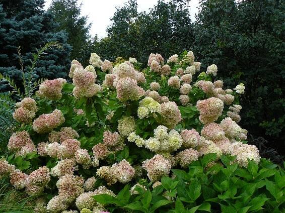 When to prune hydrangeas for best bloom