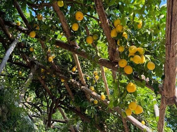 Hidden Lemon Tour & Tastings - Amalfi Historical Garden