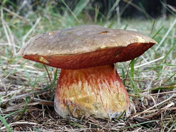 hřib kovář - Boletus erythropus
