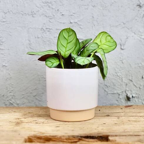 Calathea Ctenanthe Amagris baby 2