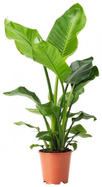 STRELITZIA Pflanze - Strelitzie 19 cm