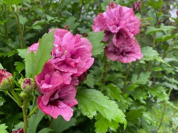 Ibišek syrský Puniceus Plenus (Hibiscus syriacus)