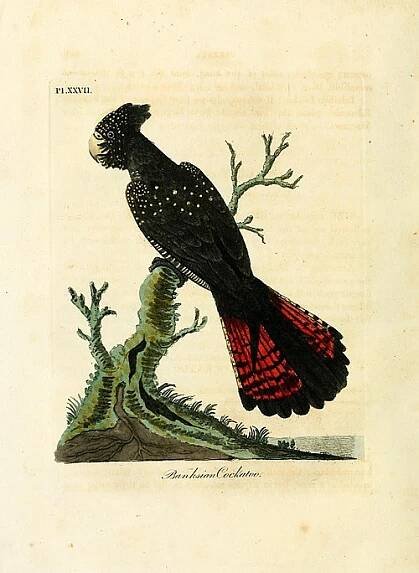 John Latham (ornithologist) - Wikipedia
