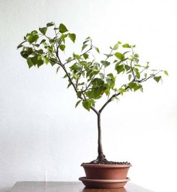 Botanicus .: flora : botanika : bonsai :.