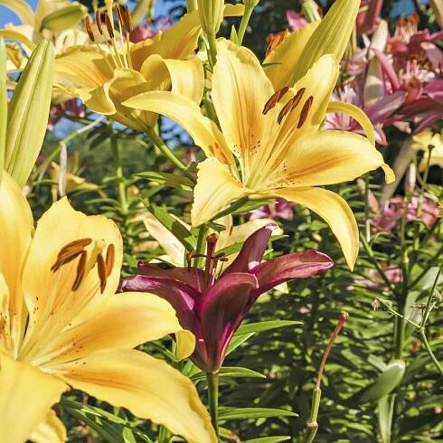 Lily Plant Types: What Are Different Varieties Of Lilies
