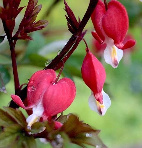 bleedingweepinghearts