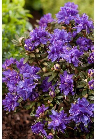 Rhododendron - Rhododendron impeditum 'Azurika' | Zahrady ART Jaroměř