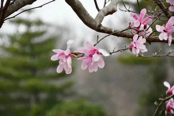 Pink and White magnolias flowers bloom on branches.