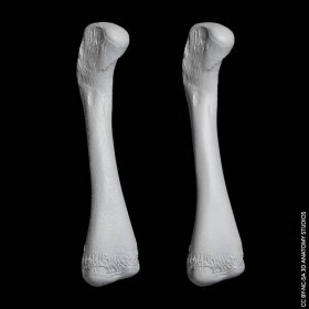 If your data has artifacts such as surface roughness not naturally occurring in the specimen (left), we can remove this for you before printing (right). (Mesh models of alligator femur rendered in Blender)