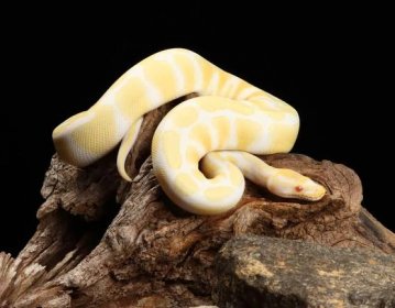 Pied Banana For Python [Facts, Info, Price, & Care Guide!] 9