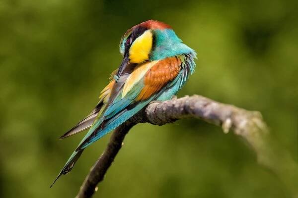 Vlha pestrá (Merops apiaster)