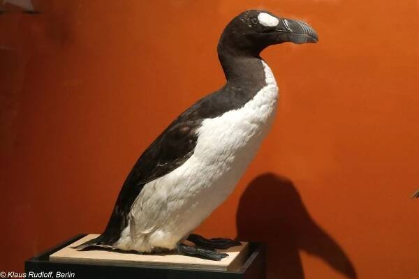 Obrázek - Pinguinus impennis (alka velká) | BioLib.cz