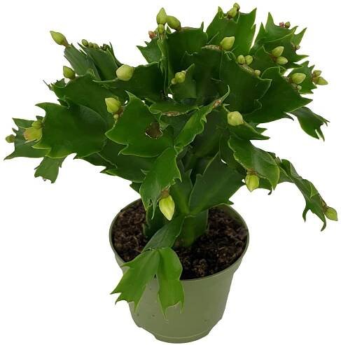 Vánoční kaktus "Schlumbergera", bílý, pr. cca 9 x 15 - 20 cm