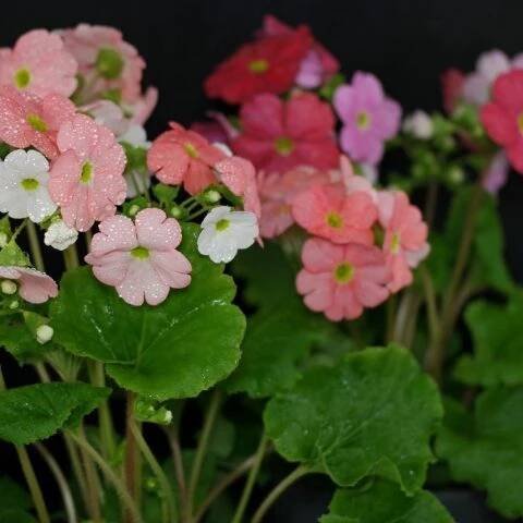 Balkonblumen & Blühpflanzen Pflegetipps
