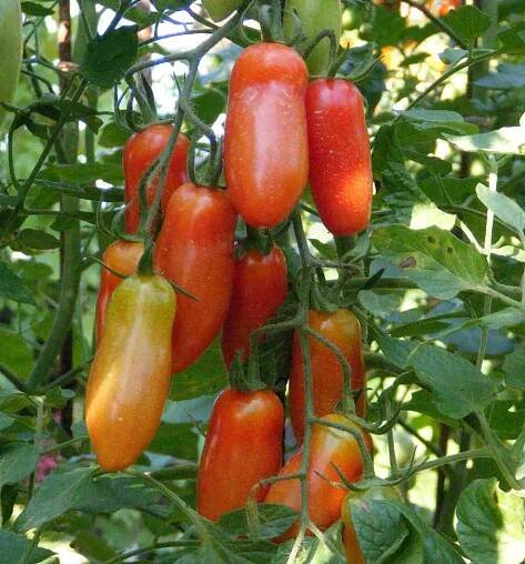 Mini San Marzano – Rajče tady, rajče tam, všude kam se podívám …