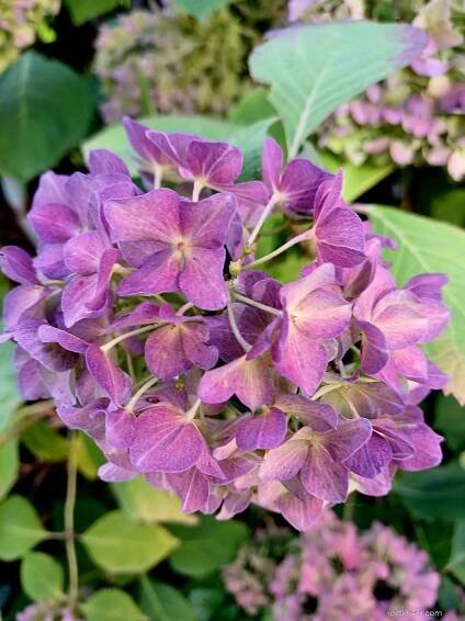 Hortenzie velkolistá Bailmer (Hydrangea macrophylla)