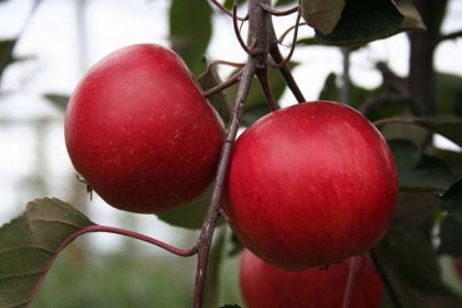 Jabloň červená masná: specifičnost odrůdy, odrůdy a jejich popis