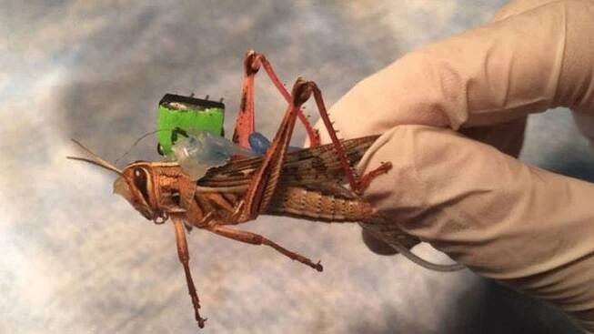 Cyborg locusts might one day detect explosives and diseases