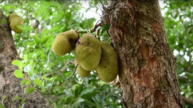 Jackfruit Tree Image with fully grown Jackfruit in a local farm near Darbhanga