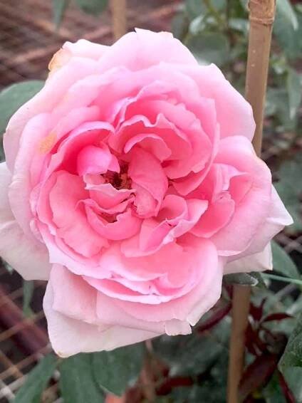 ‘Eckart Witzigmann’ Rose