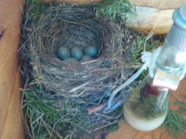 Komu patří toto ptačí hnízdo a vajíčka?