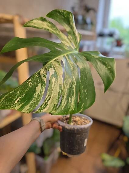 Monstera alba zakořeněný řízek 