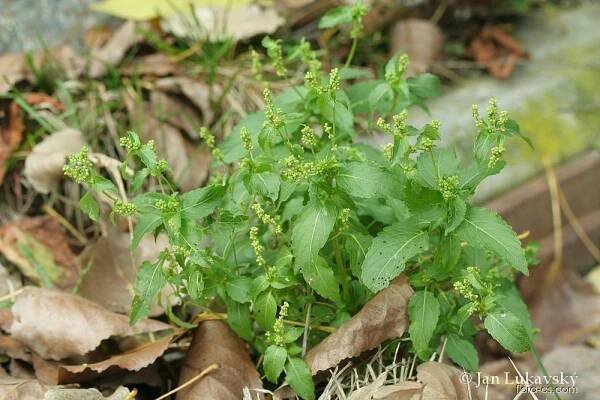 Bažanka roční (Mercurialis annua)