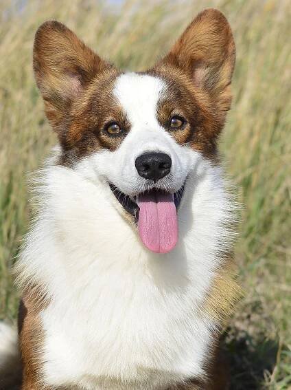 Вельш корги кардиган Corgi Na Volge Pobedonosets ВЕГАС. Купить щенка Вельш-корги-кардиган в семейном питомнике — Ice Fantasy