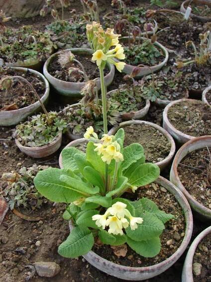 Přírodní rostliny – 48. stránka – PlantaNaturalis.com