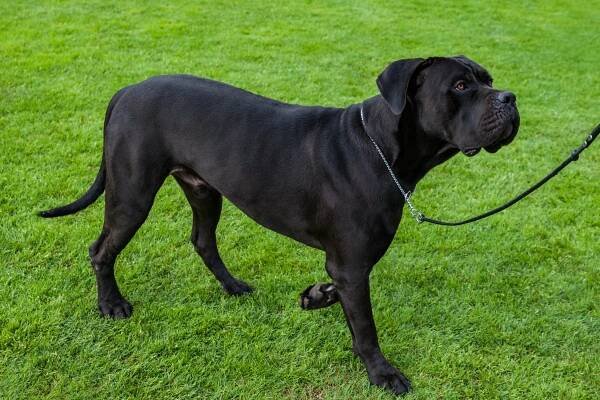 Cane Corso Italiano Chovatel