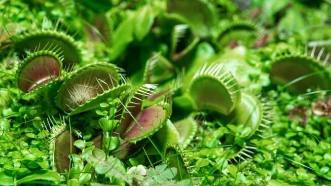 Carnivorous Plant Gardens: How To Grow A Carnivorous Garden Outside