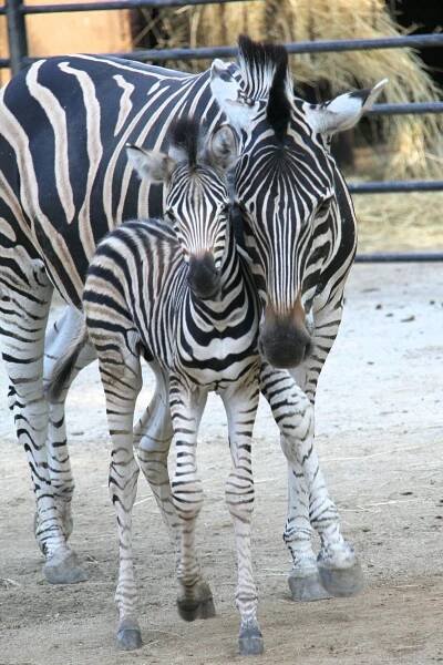 Koňovití - Novinky - Chov v roce 2023: Zoo Hodonín