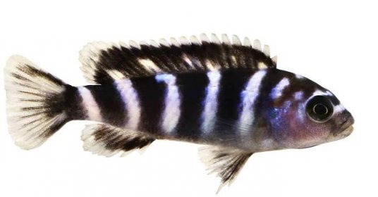 Demasoni Cichlid (Pseudotropheus demasoni): Ultimate Care Guide - Fish Laboratory