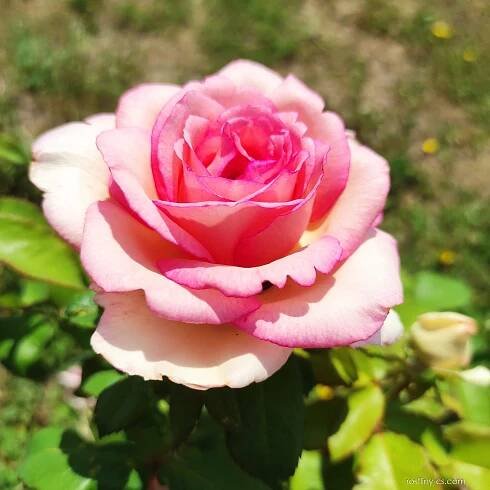 Růže Souvenir de Baden-Baden - Velkokvěté růže (Rosa)